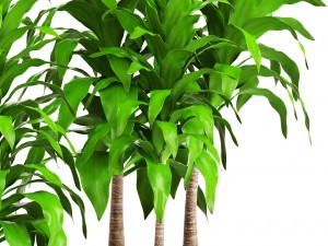 dracaena 3D Model