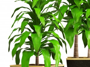 dracaena 3D Model