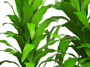 dracaena 3D Model