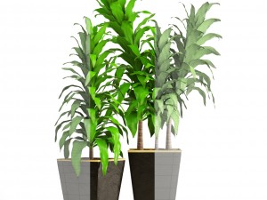 dracaena 3D Model