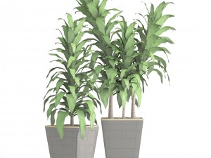 dracaena 3D Model