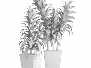 dracaena 3D Model