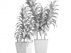 dracaena 3D Model