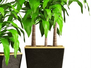dracaena 3D Model