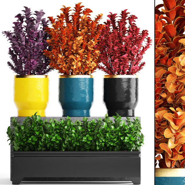plant in pot berberis Model 3D .c4d .max .obj .3ds .fbx .stl .blend 