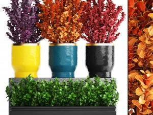 plant in pot berberis 3D Model