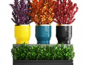 plant in pot berberis 3D Model