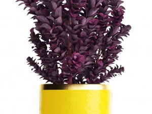 plant in pot berberis 3D Model
