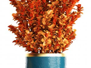plant in pot berberis 3D Model