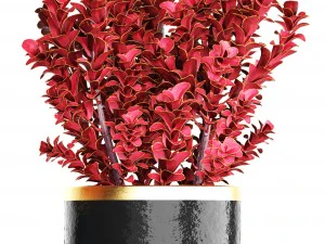 plant in pot berberis 3D Model