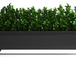 plant in pot berberis 3D Model