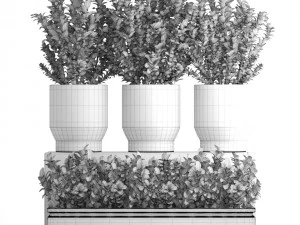 plant in pot berberis 3D Model
