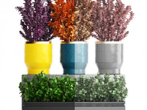plant in pot berberis 3D Model