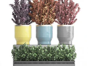 plant in pot berberis 3D Model