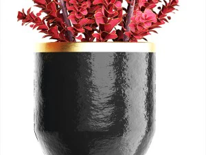 plant in pot berberis 3D Model