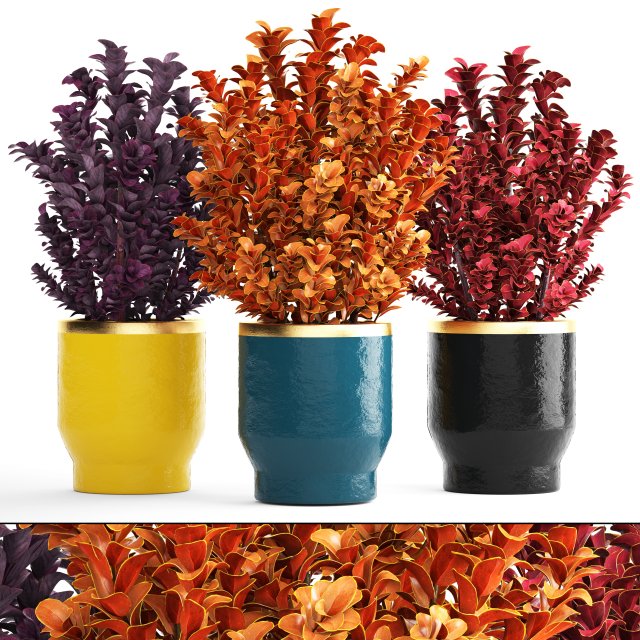 plant in pot berberis 3D Model .c4d .max .obj .3ds .fbx .stl .blend 
