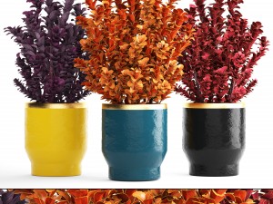 plant in pot berberis 3D Model