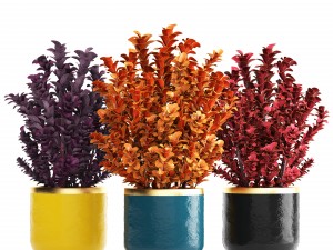 plant in pot berberis 3D Model