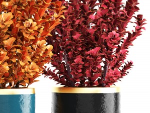 plant in pot berberis 3D Model