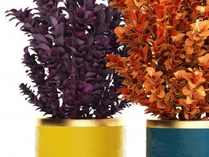 plant in pot berberis 3D Model