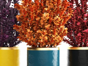 plant in pot berberis 3D Model