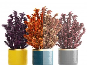 plant in pot berberis 3D Model