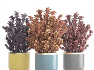 plant in pot berberis 3D Model