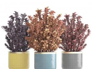plant in pot berberis 3D Model