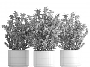 plant in pot berberis 3D Model