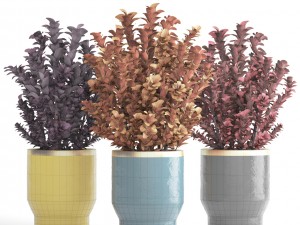 plant in pot berberis 3D Model
