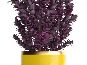 plant in pot berberis 3D Model