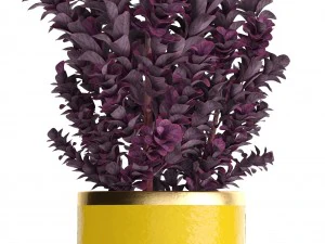plant in pot berberis 3D Model