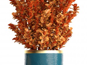 plant in pot berberis 3D Model