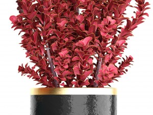 plant in pot berberis 3D Model