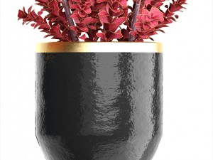 plant in pot berberis 3D Model