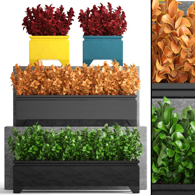 plant in pot berberis 3Dモデル .c4d .max .obj .3ds .fbx .stl .blend 