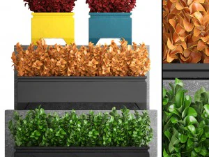 saksıya berberis bitkisi 3D Model