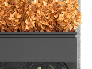 plant in pot berberis 3Dモデル