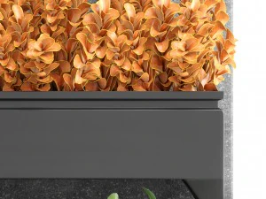 plant in pot berberis 3D Model