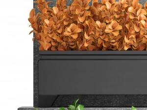 plant in pot berberis 3D Model