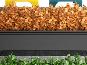 plant in pot berberis 3D Model
