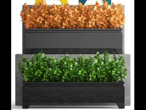plant in pot berberis 3D Model