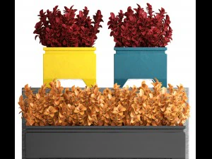 plant in pot berberis 3D Model