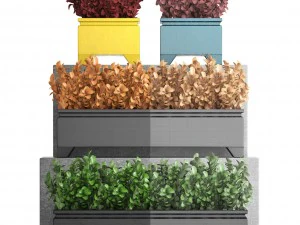 plant in pot berberis 3D Model