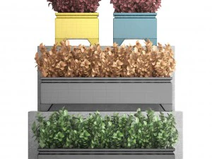 plant in pot berberis 3D Model