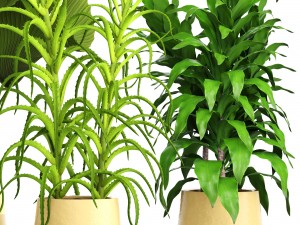 plant set 3D Model