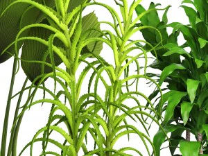 प्लांट सेट 3D मॉडल