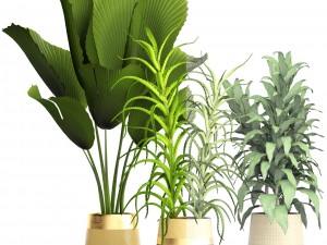 plant set 3D Model