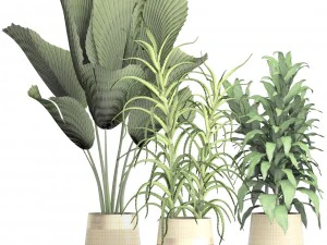 प्लांट सेट 3D मॉडल