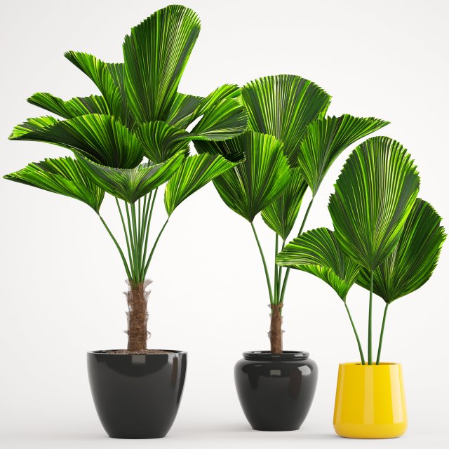 licuala palm 3D 模型 .c4d .max .obj .3ds .fbx .stl .blend 